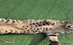 Mixed Breed cats for sale: Beautiful girl kitten  - Image 2