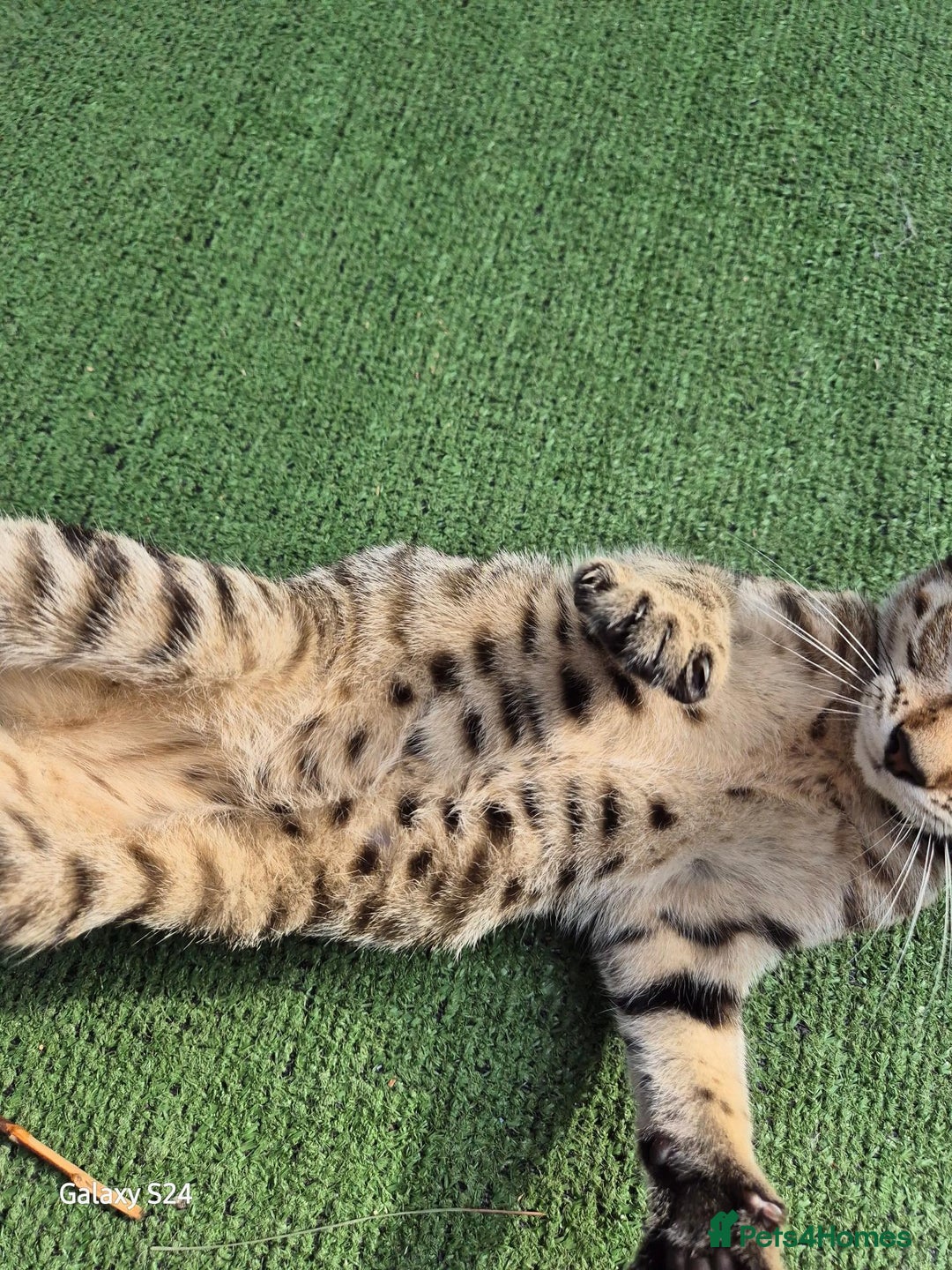 Mixed Breed cats for sale: Beautiful girl kitten  - Image 2