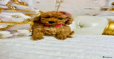 Maltipoo dogs - Advert 5