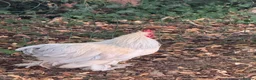 Chickens poultry for sale: 2 Bantam cockerels looking for a new home in Burford - Advert 2