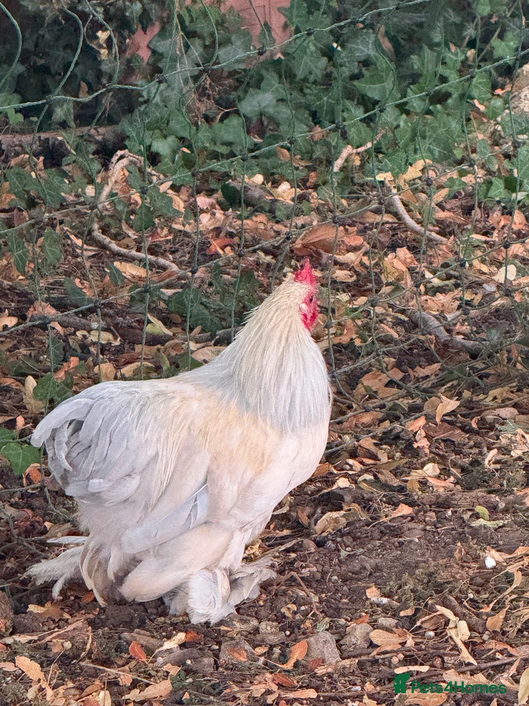 Chickens poultry for sale: 2 Bantam cockerels looking for a new home in Burford - Advert 2