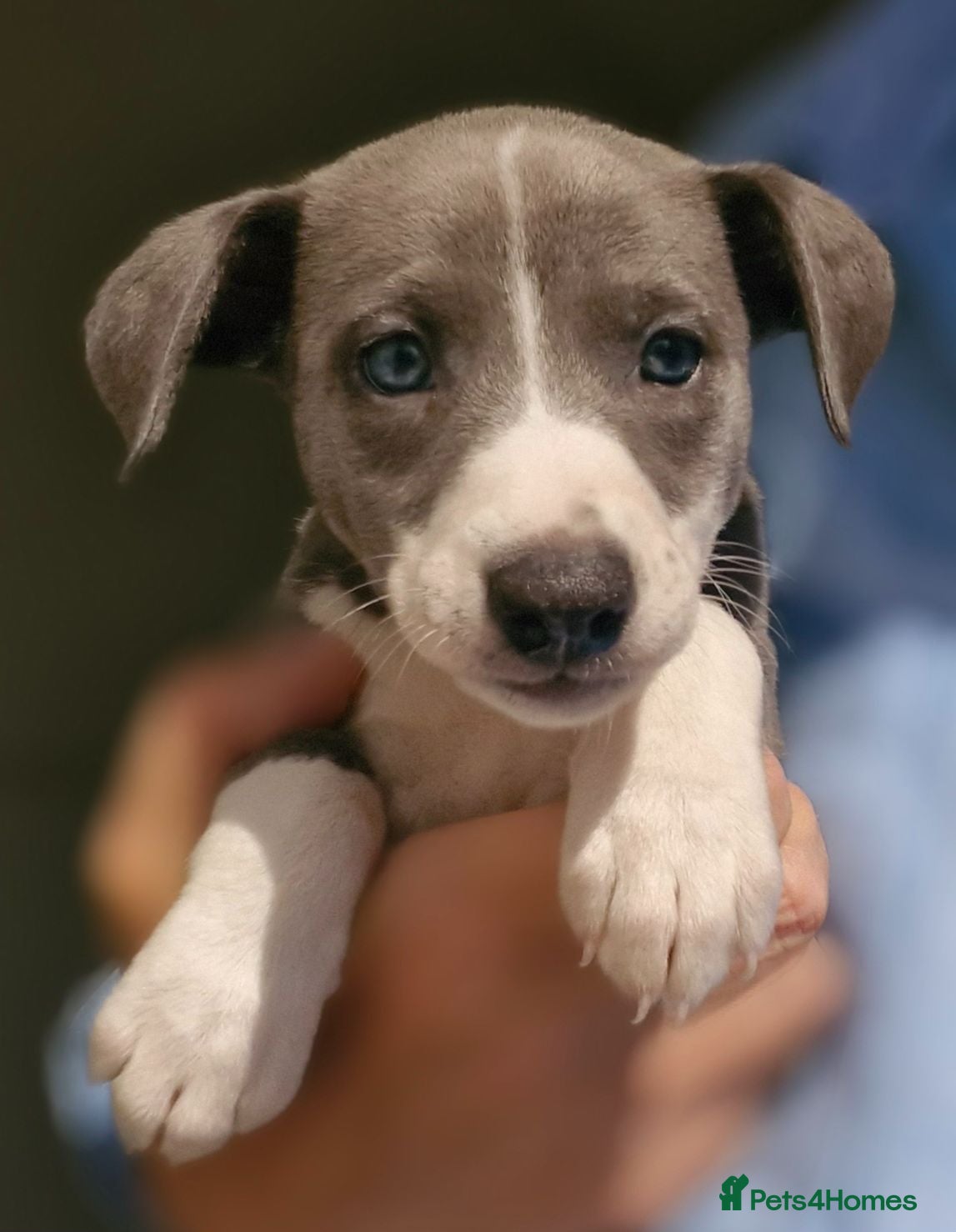 Whippet dogs Beautiful Whippet Puppies. - Advert 1