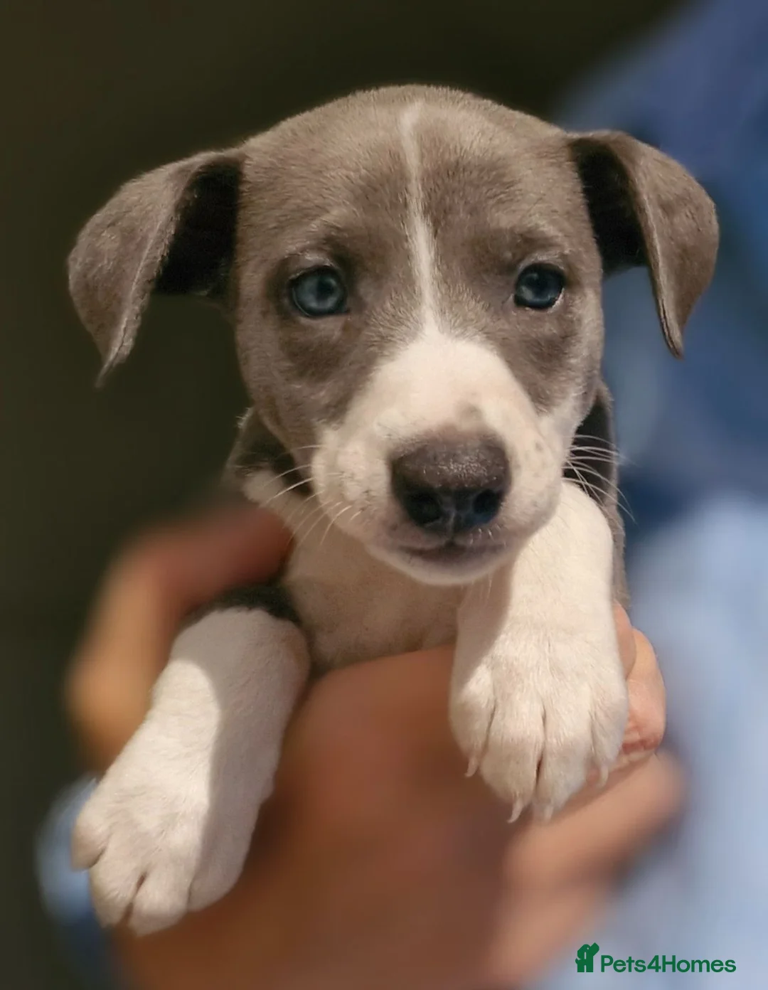Whippet dogs for sale: Beautiful Whippet Puppies. - Advert 1