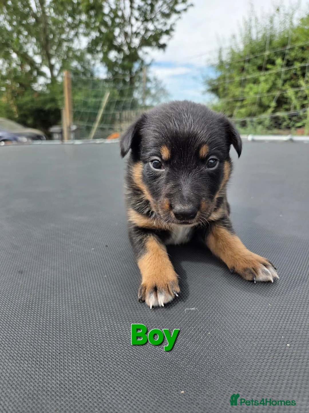 Mixed Breed dogs for sale: Australian Kelpie x Australian cattle dog puppies - Advert 18