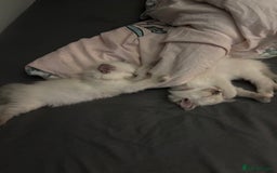 Ragdoll cats for sale: Ragdoll kittens  - Image 21