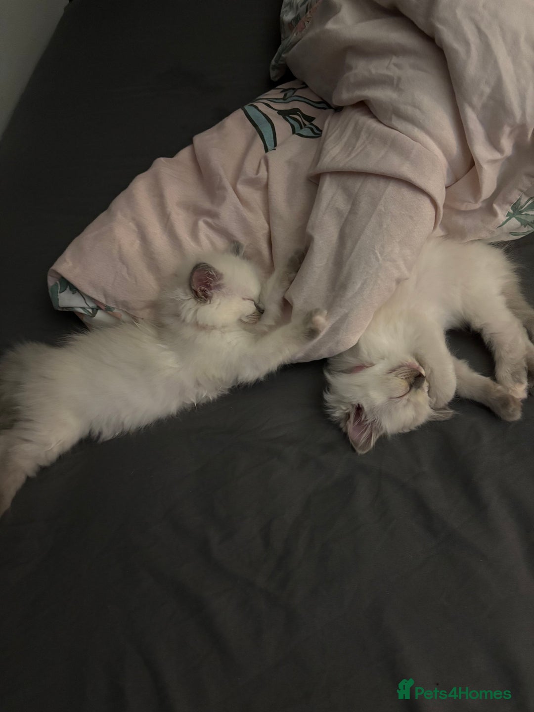 Ragdoll cats for sale: Ragdoll kittens  - Image 21