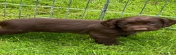Cocker Spaniel dogs for sale: Glnhowy gundogs kc reg working cocker spaniel pups in Tredegar - Advert 6