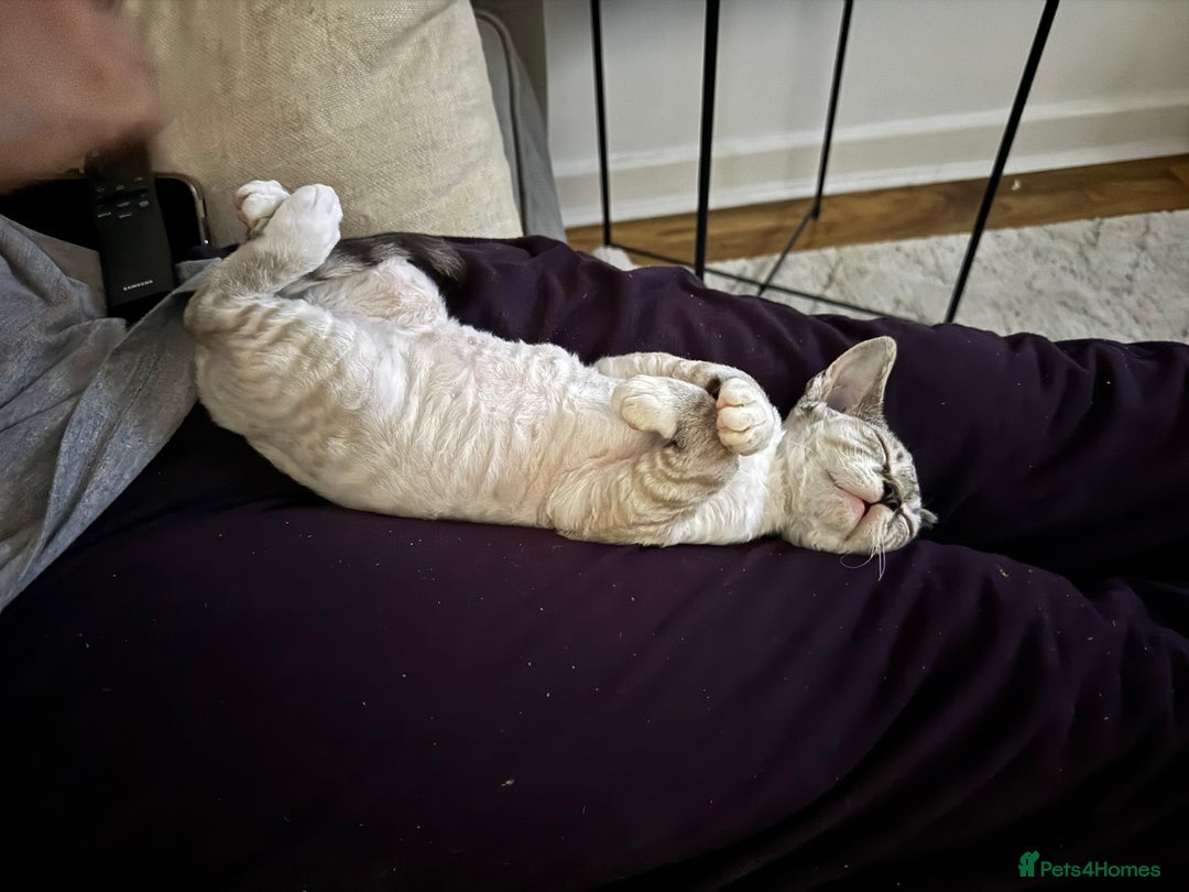 Devon Rex cats for sale: Beautiful cuddle Devon Rex boy - Image 5
