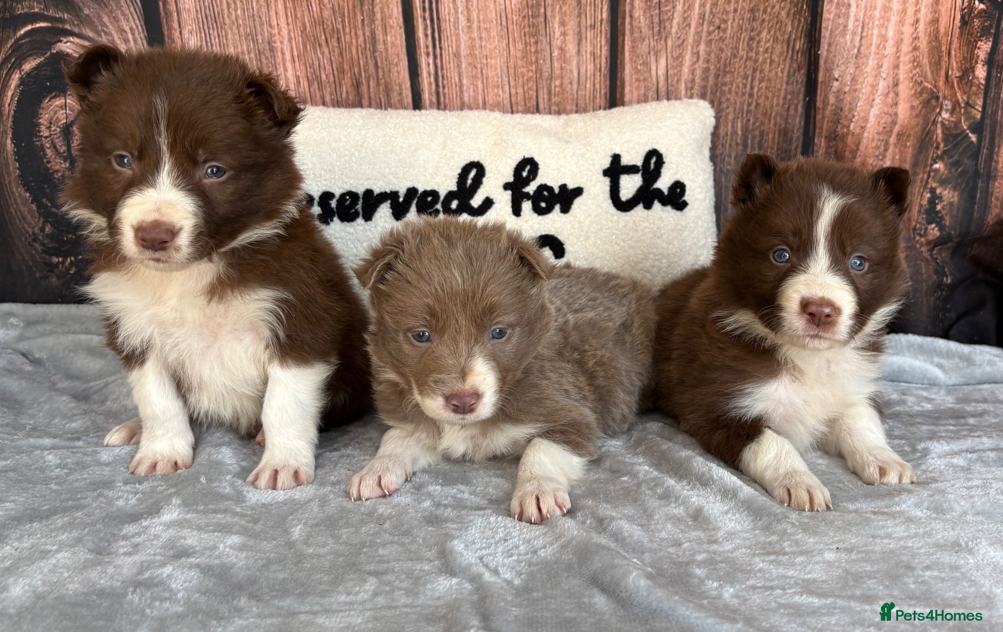 Border Collie dogs Beautiful Lilac & R/W Border Collie Puppies 🐶 - Advert 1