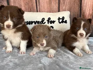 Border Collie dogs for sale: Beautiful Lilac & R/W Border Collie Puppies 🐶 - Advert 1