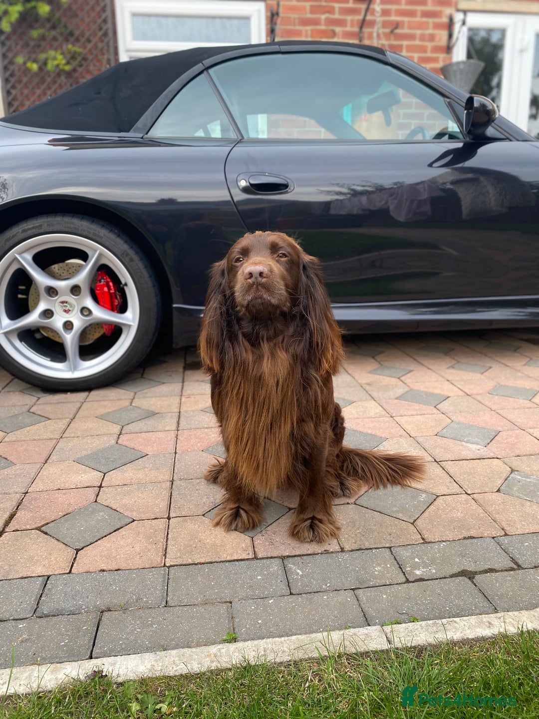 Cocker Spaniel dogs for stud: Sparkey, chocolate cocker spaniel  - Image 4