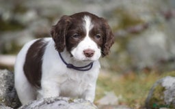 English Springer Spaniel dogs for sale: English springer spaniels  - Image 1