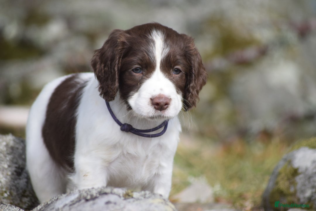 English Springer Spaniel dogs for sale: English springer spaniels  - Image 1