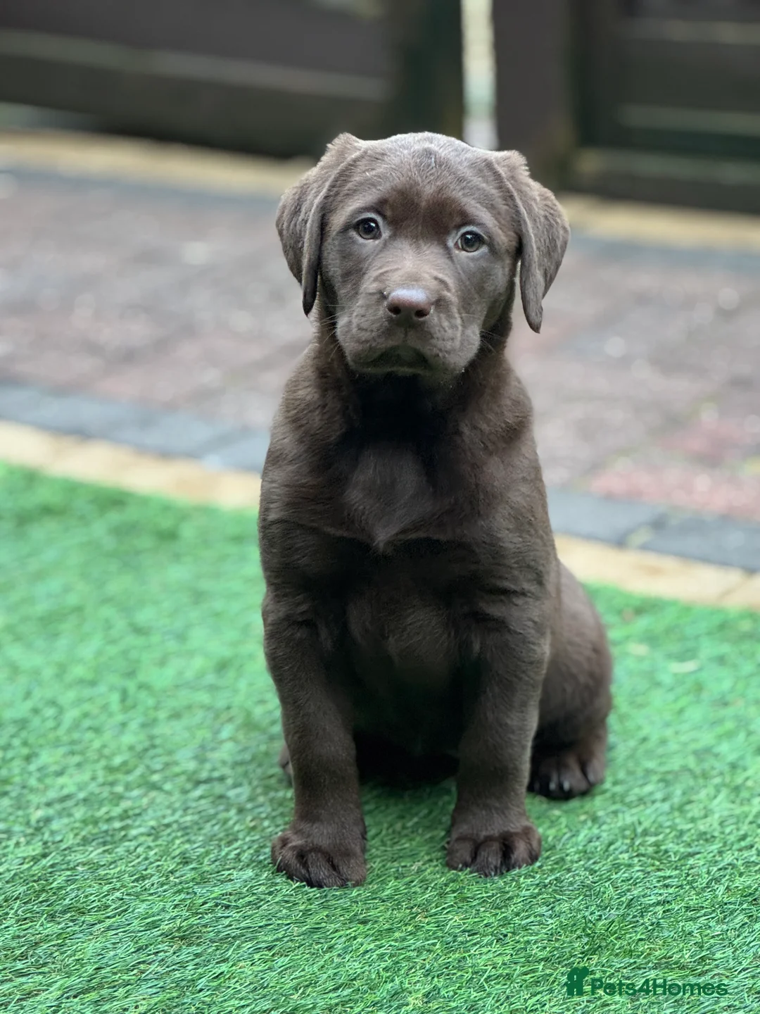 Labrador Retriever dogs for sale: Gorgeous Chunky Chocolate KC Girl - Advert 4