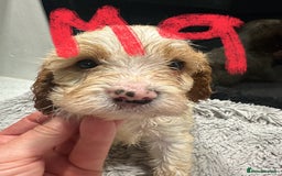Mixed Breed dogs for sale: Cocker Spaniel x Cavapoo puppies available  - Image 12