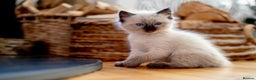 Ragdoll cats for sale: Pure Ragdol kittens ready for a new homes  - Advert 17