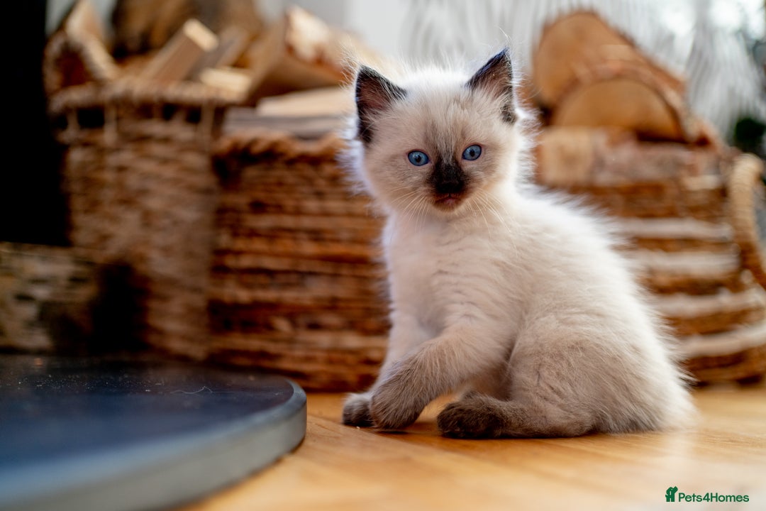 Ragdoll cats for sale: Pure Ragdol kittens ready for a new homes  - Advert 17