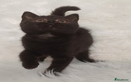 British Shorthair cats for sale: Ready now! Affectionate Black GCCF female - Image 18