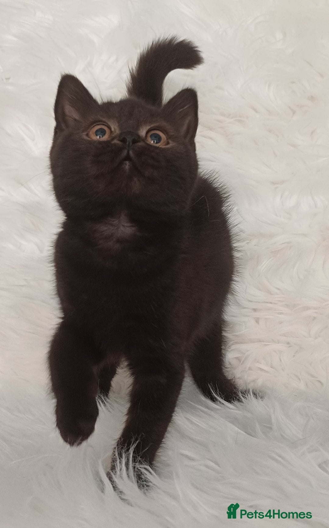 British Shorthair cats for sale: Ready now! Affectionate Black GCCF female - Image 18