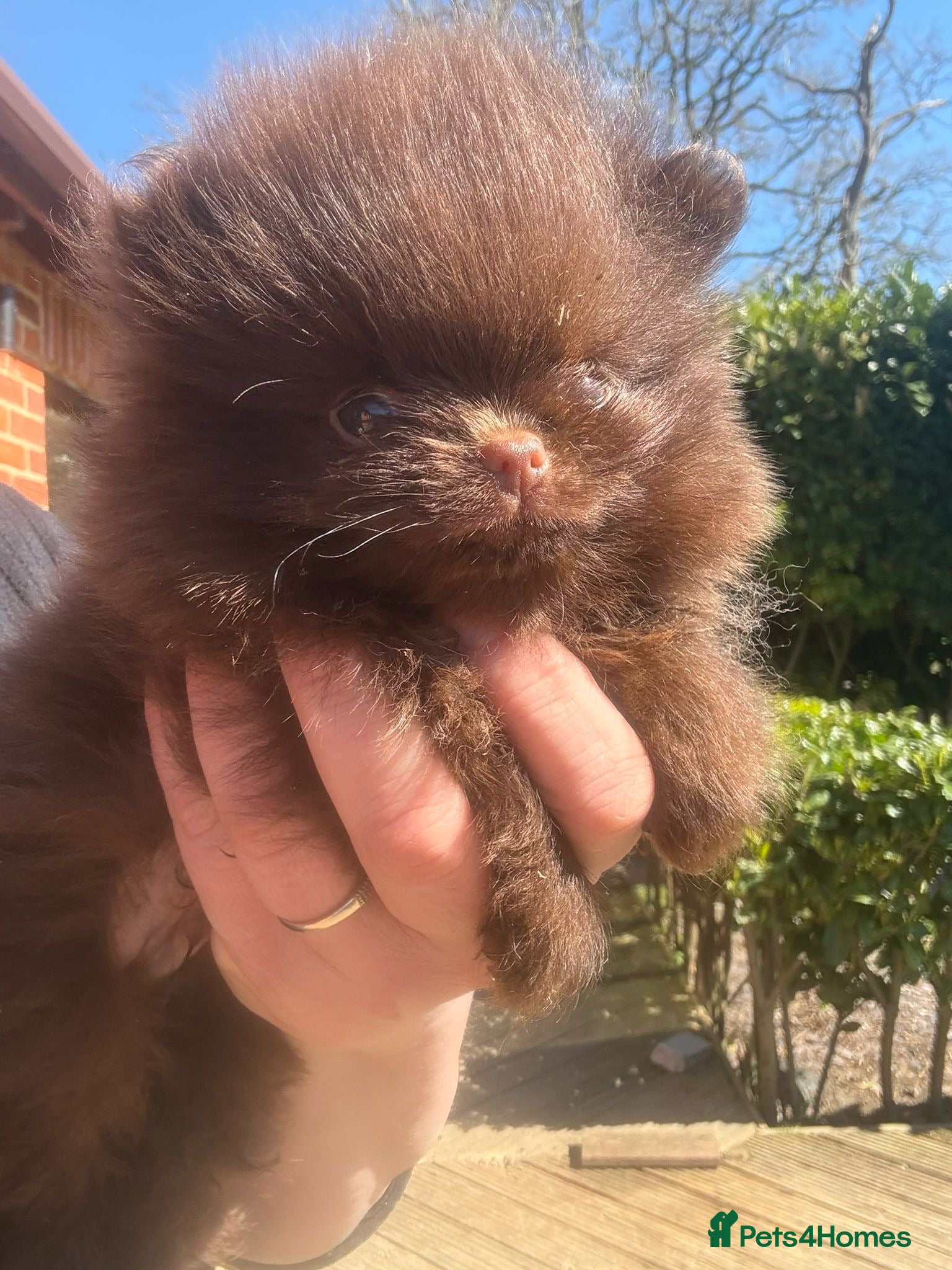 Pomeranian dogs 🧸 Micro Teddy Bear Thai Line  🧸 - Advert 1