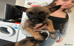 Belgian Shepherd Dog dogs for sale: Belgian Malis for sale  - Image 6