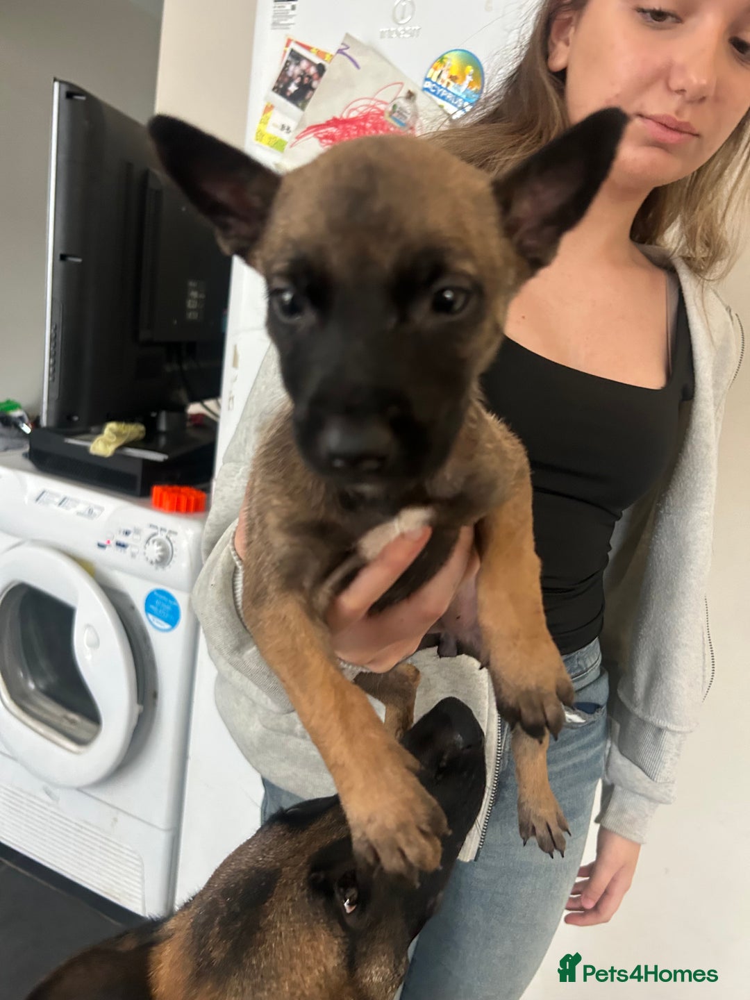Belgian Shepherd Dog dogs for sale: Belgian Malis for sale  - Image 6