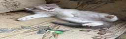 Ragdoll cats for sale: Beautiful Ragdoll kittens  - Advert 19