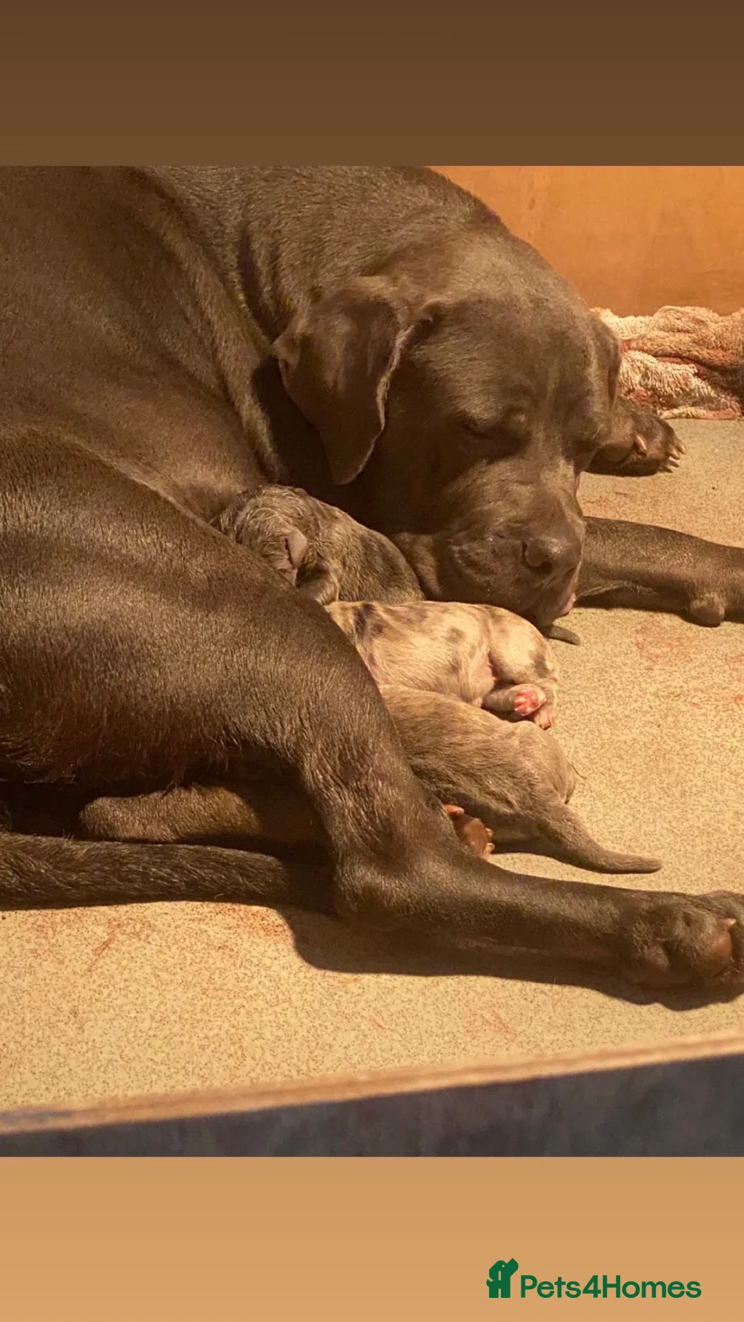 Cane Corso dogs for sale: Cane corso champion bloodline pups  - Advert 32