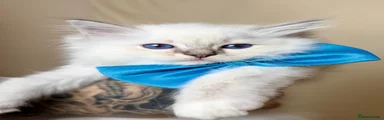 Ragdoll 1