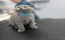 British Shorthair cats for sale: GORGEOUS BSH Kittens - Image 15