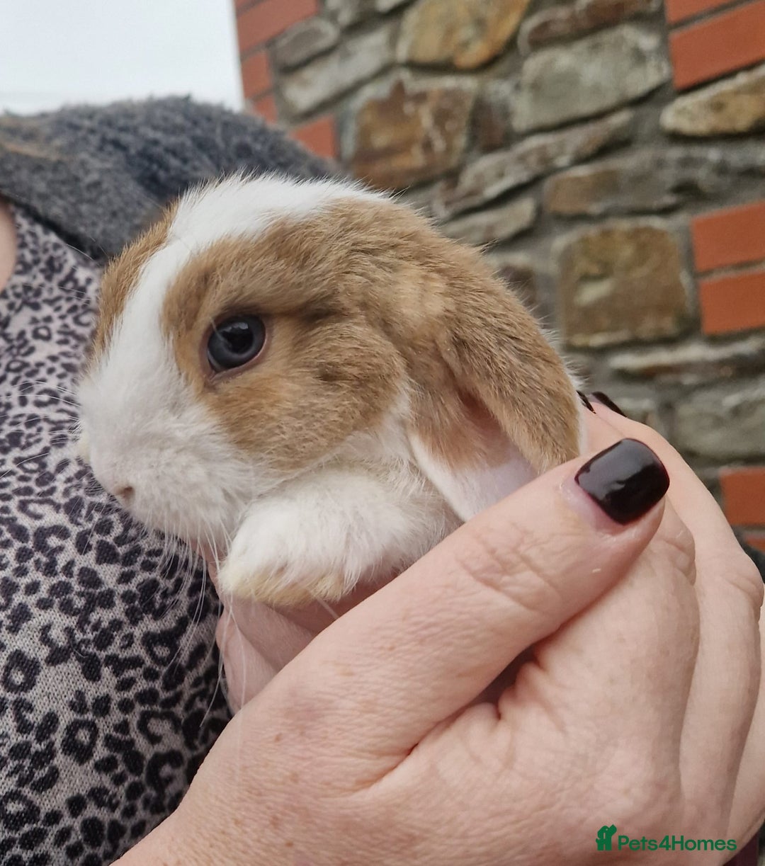 Mini Lop rabbits for sale: Mini Lop Babies for Sale - Image 3