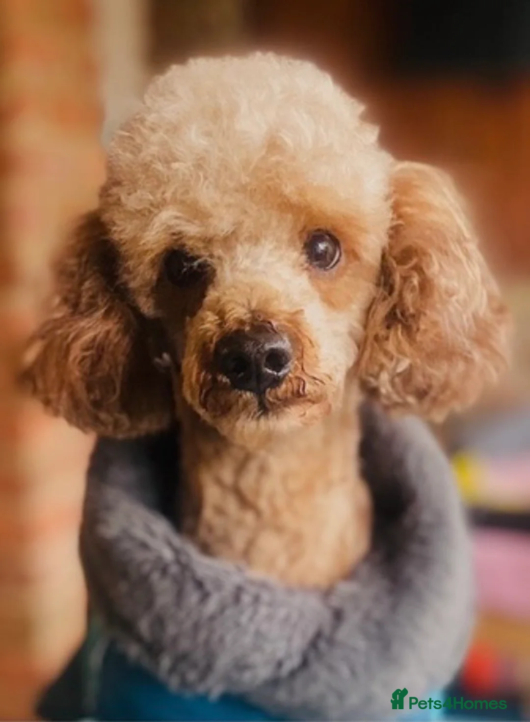 Cockapoo dogs for sale: 🌟EXCEPTIONAL F1 MINI COCKAPOOS~READY FROM MAY 🌟 - Advert 14