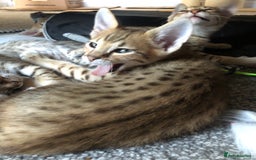 Savannah cats for sale: Beautiful full pedigree savannah kittens  - Image 15