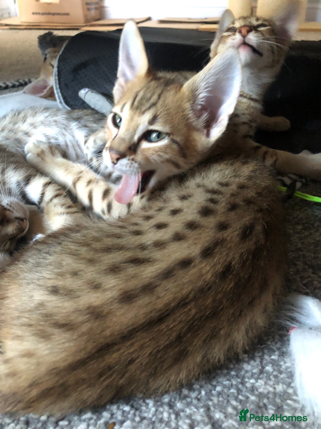 Savannah cats for sale: Beautiful full pedigree savannah kittens  - Image 15