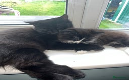 British Longhair cats for sale: 3 beautiful kittens for sale (ready to leave asap) - Image 4