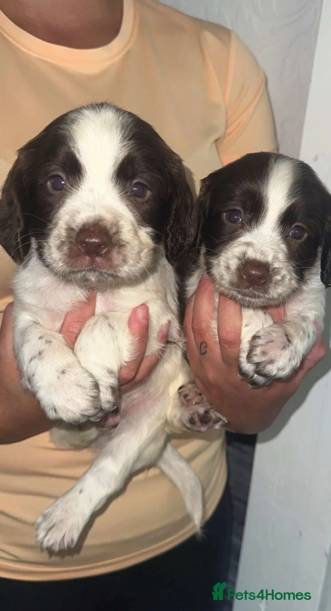Cocker Spaniel dogs for sale: 7 beautiful cocker spaniel puppies for sale  - Advert 1