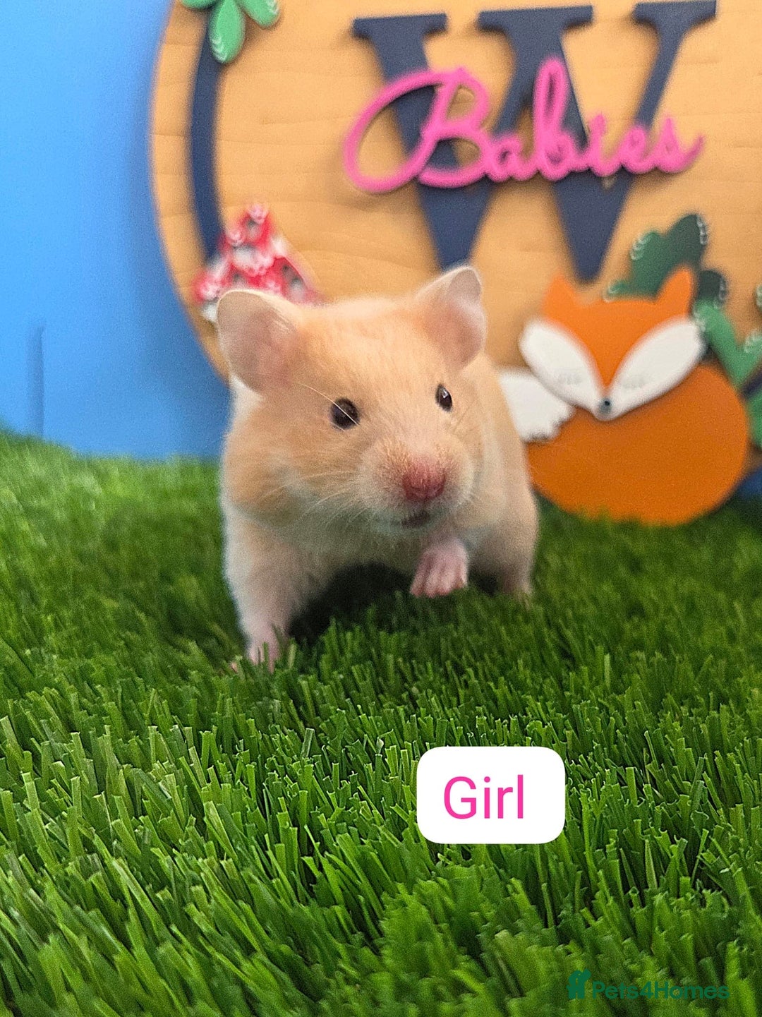 Hamster rodents for sale: Syrian Baby Hamster Female Girl Pedigree  - Image 4
