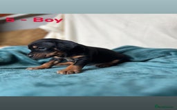 Mixed Breed dogs for sale: Old Tyme English Bulldog x Sproodle Puppies - Image 6