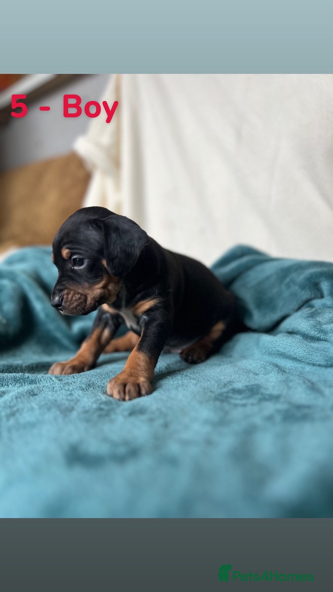 Mixed Breed dogs for sale: Old Tyme English Bulldog x Sproodle Puppies - Image 6