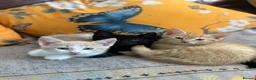 Mixed Breed cats for sale: Kittens  - Advert 2