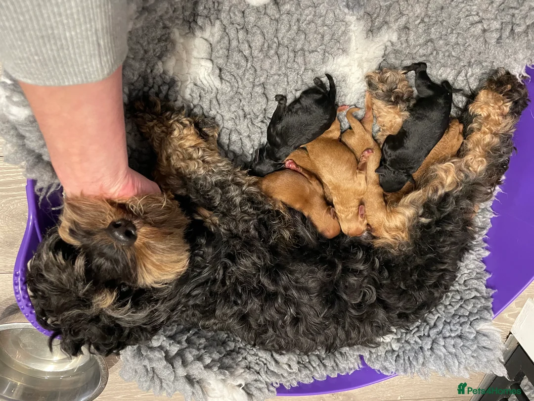 Cockapoo dogs for sale: Incredibly fluffy Tiny Toy F1B Cockapoo pups - Advert 2