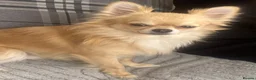 Chihuahua dogs for sale: Two Gorgeous Long-Haired Male Chihuahua Puppies - Advert 12