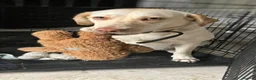 Labrador Retriever dogs for sale: Gorgeous Labrador Puppies, ready for forever homes - Advert 1