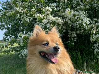German Spitz dogs Joy – Healthy, Active German Spitz Male (7 Years) - Advert 1