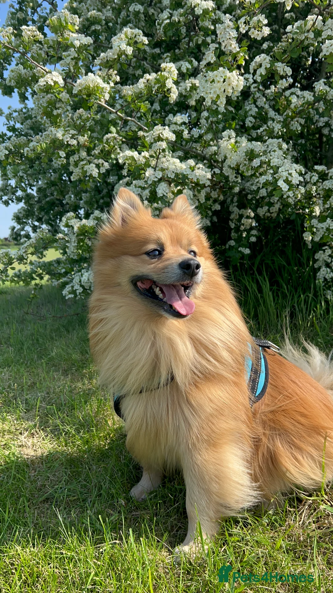 German Spitz dogs for stud: Joy – Healthy, Active German Spitz Male (7 Years) - Advert 1