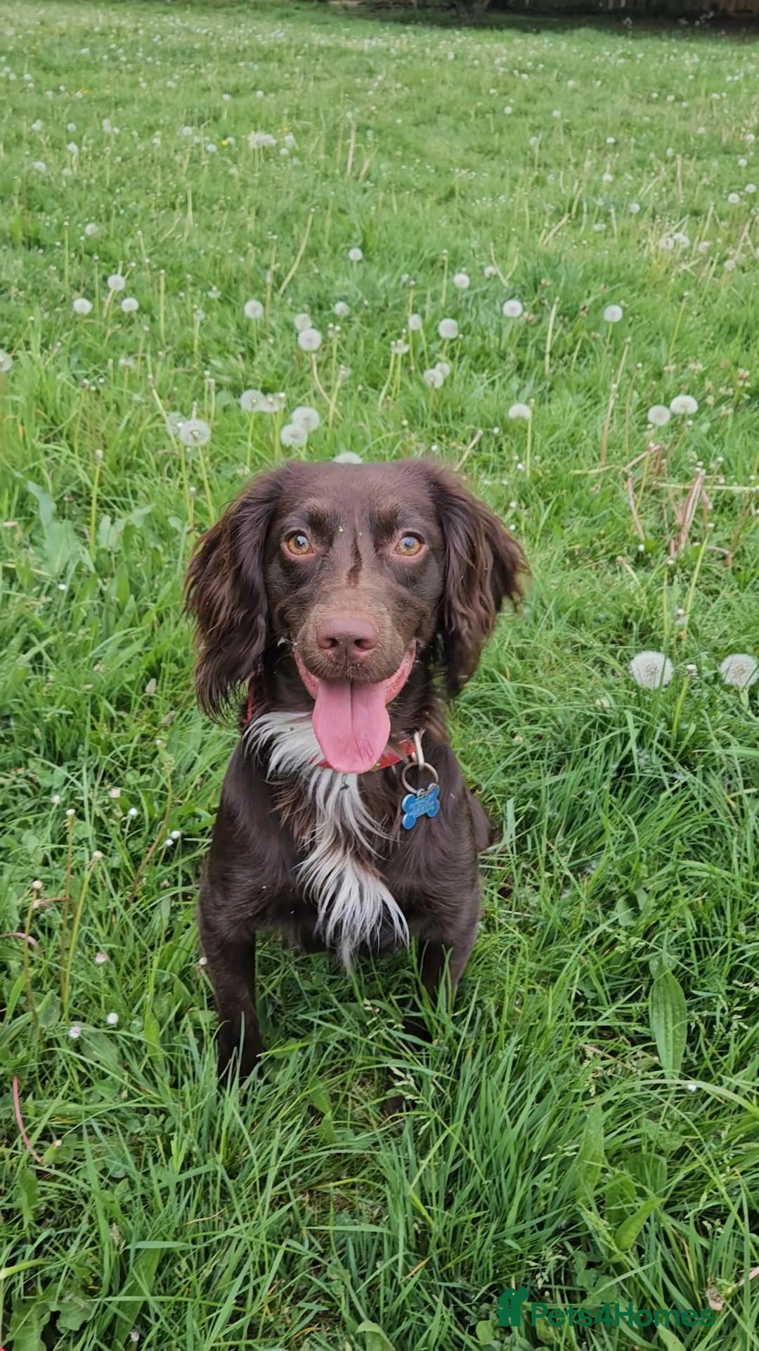 Mixed Breed dogs for sale: ☆six beautiful male puppys seeking forever homes☆ - Advert 3