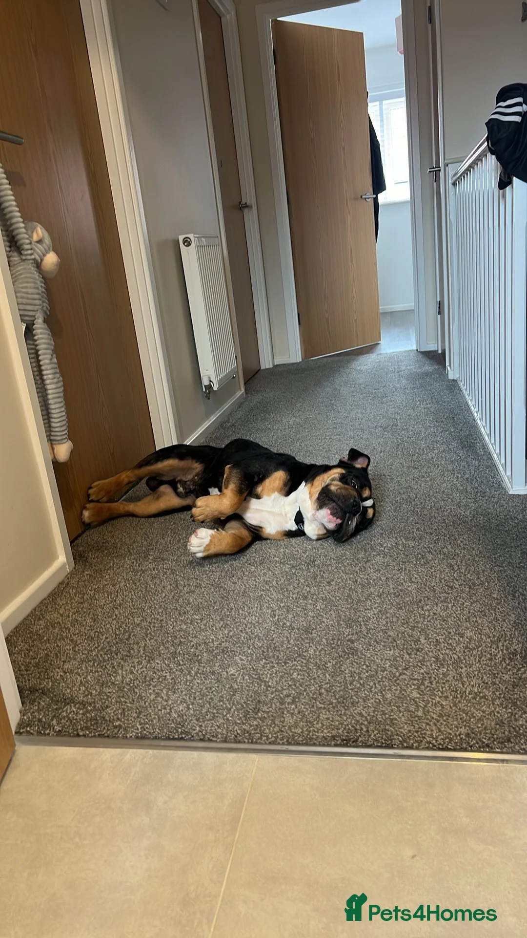 English Bulldog dogs for sale: English bulldog  - Advert 3