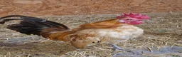 Chickens poultry for sale: 🐓 Serama Bantam Chickens 🐓  - Advert 7