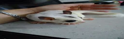 Sugar Glider rodents for sale: Adorable sugar gliders  - Advert 7