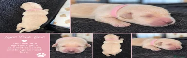 Goldador light pink girl 